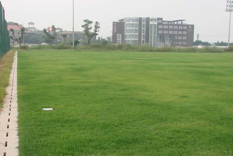 望牛墩足球场